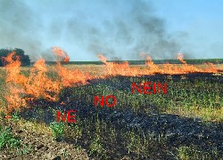 Продажа украинского измельчителя соломы в валках в Казахстане за 000 $. Фотография 5 Купить измельчитель соломы в валках MS170  в Алматы, цена: 000 $, рассрочка - 6 месяцев. Фото 5